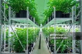 Sistema de iluminación LED eficiente para cultivo sostenible